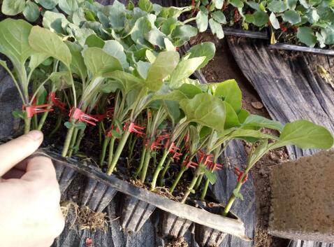 鞍山哪卖嫁接圆茄子苗,金州育茄子种苗厂2026